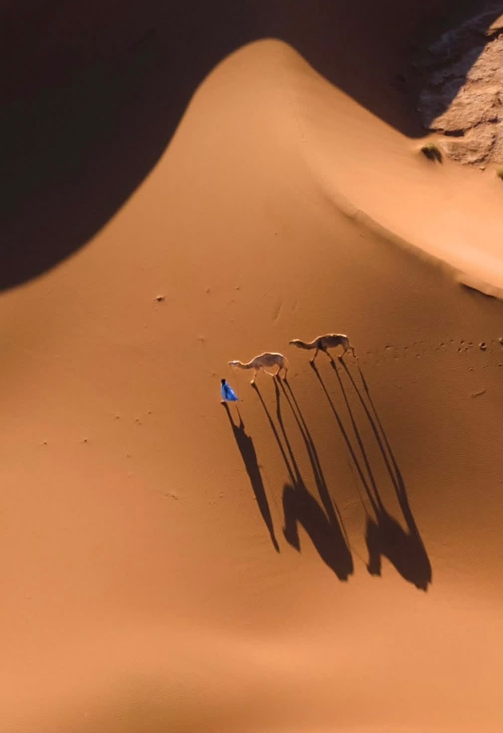 Touareg guide with camel caravan in Erg Chegaga dunes
