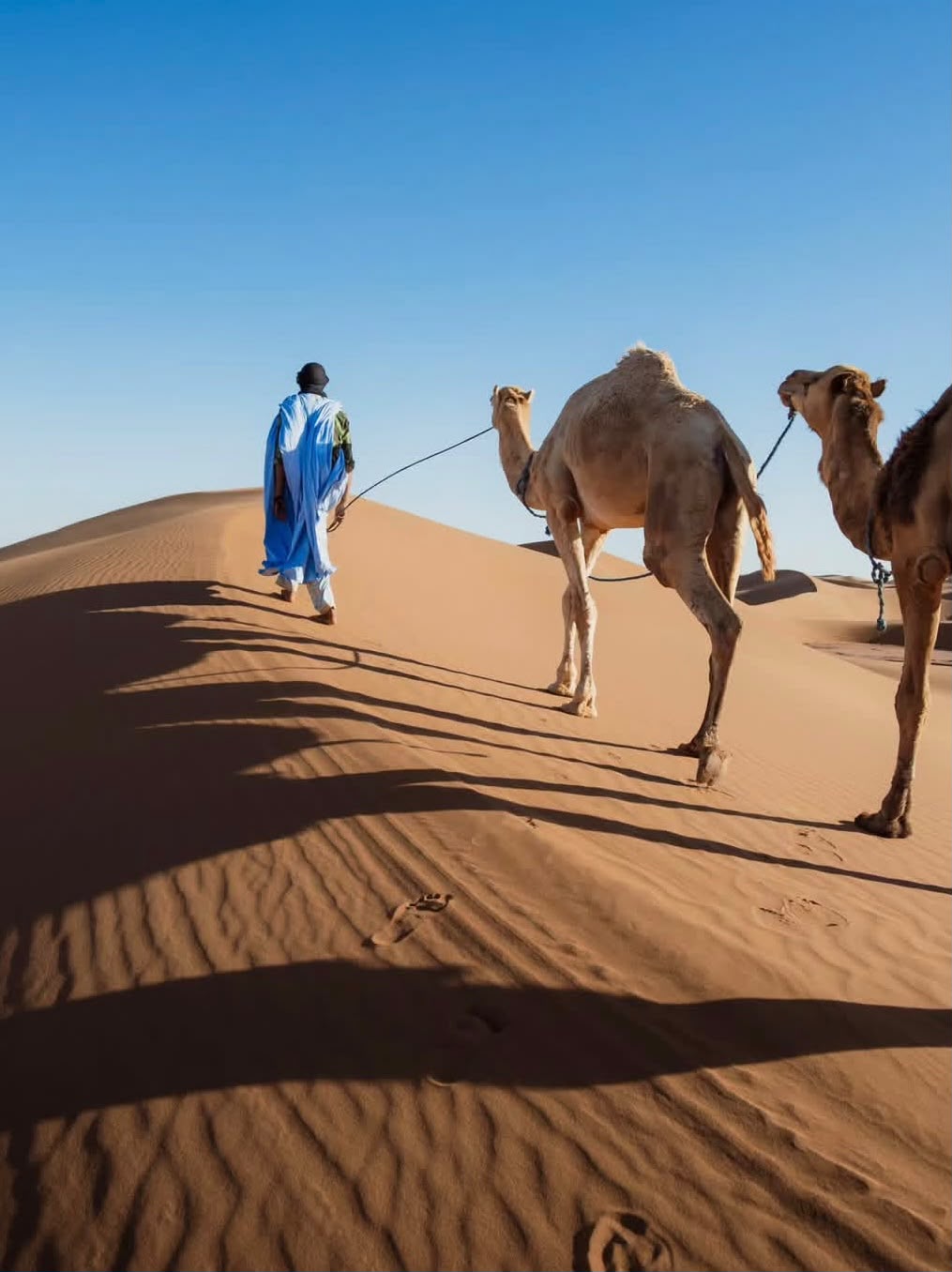 Camel Trekking on Dune Crest