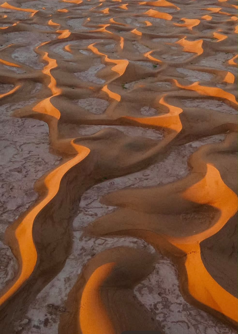 Wind rippled golden dunes