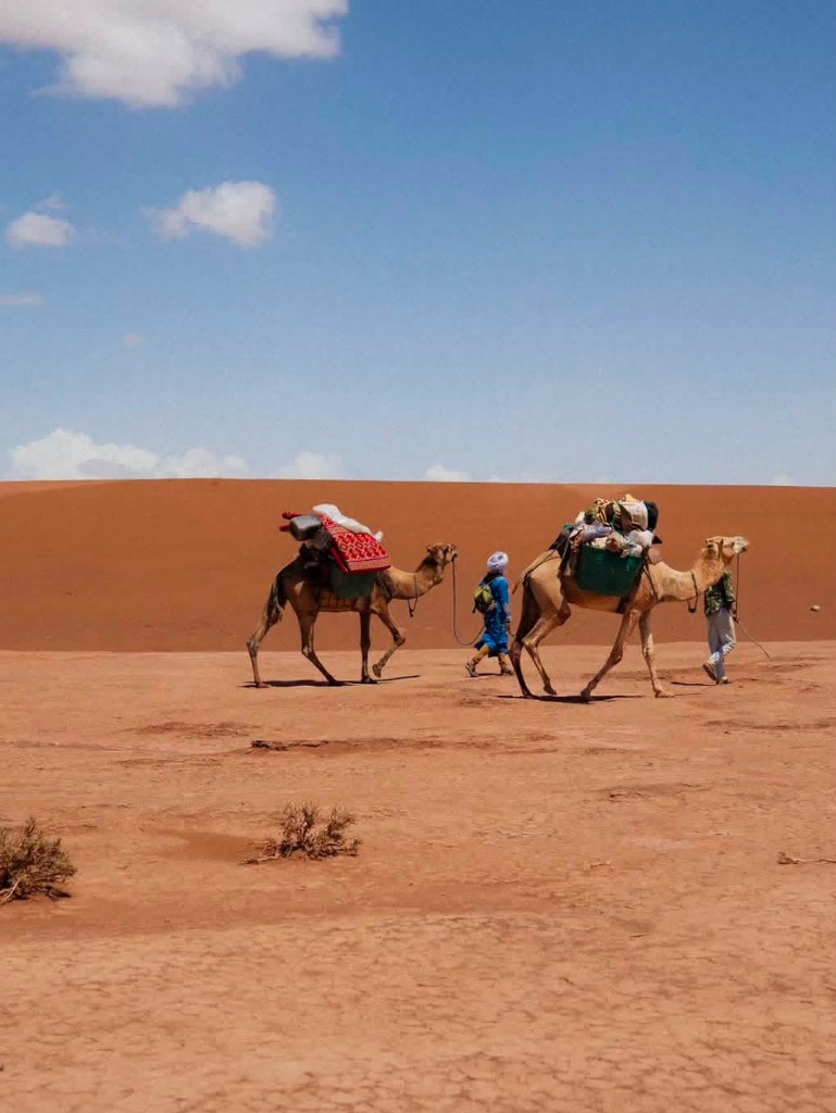 Nomad Guide leading Camels across Clay Plains